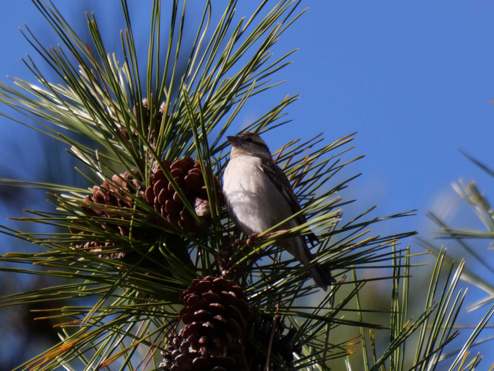 Russet Sparrow