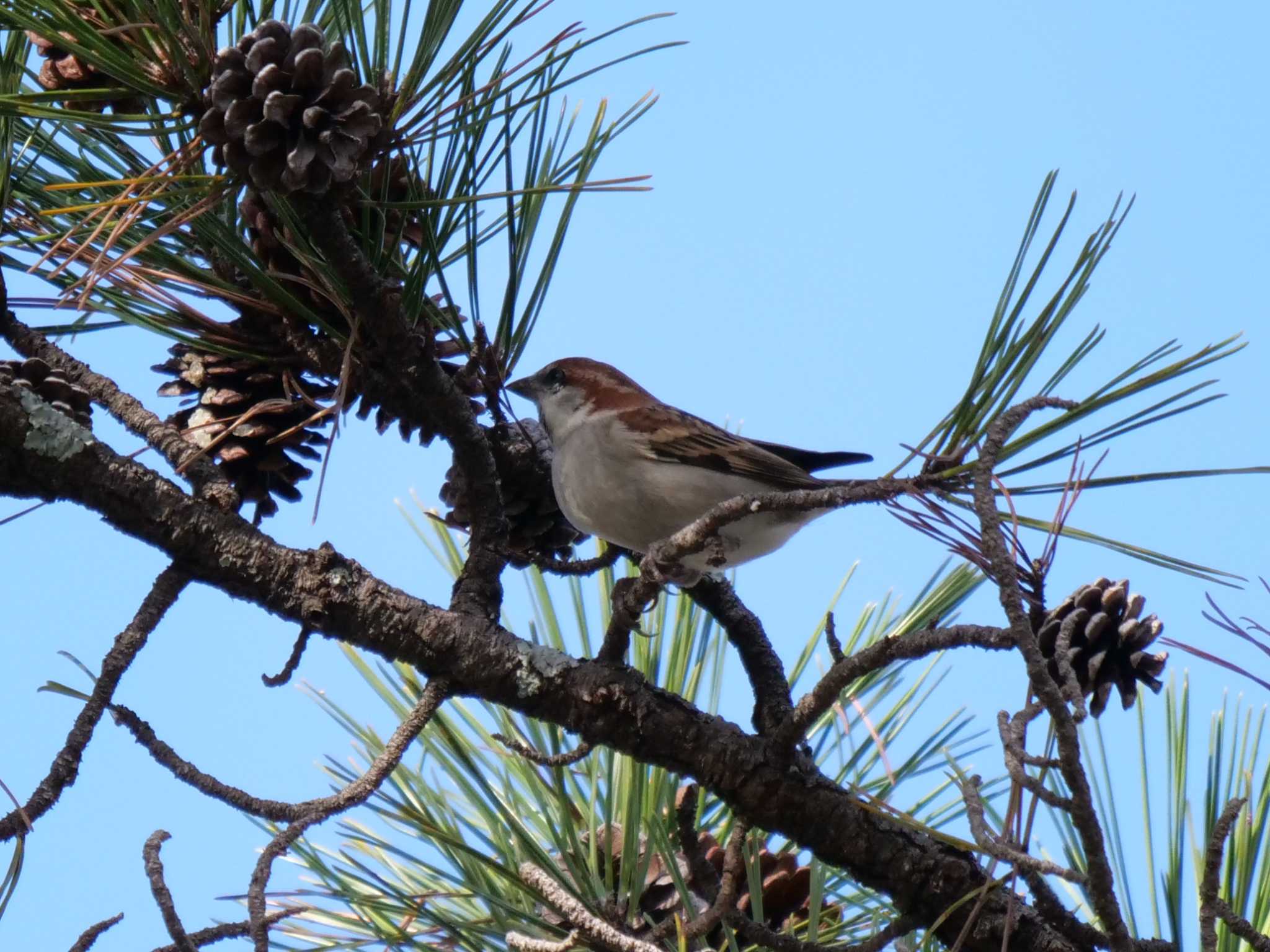 Russet Sparrow