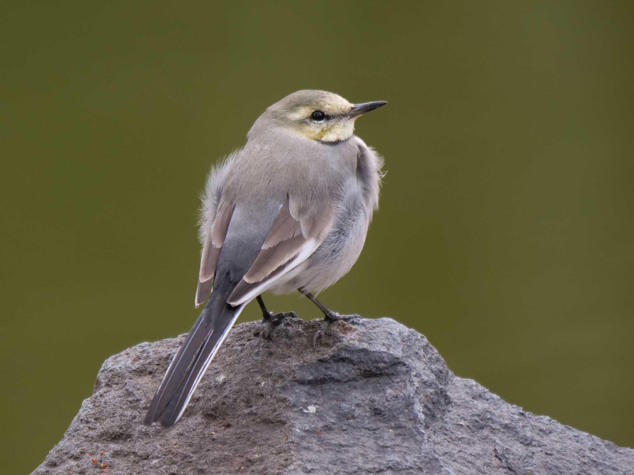 White Wagtail