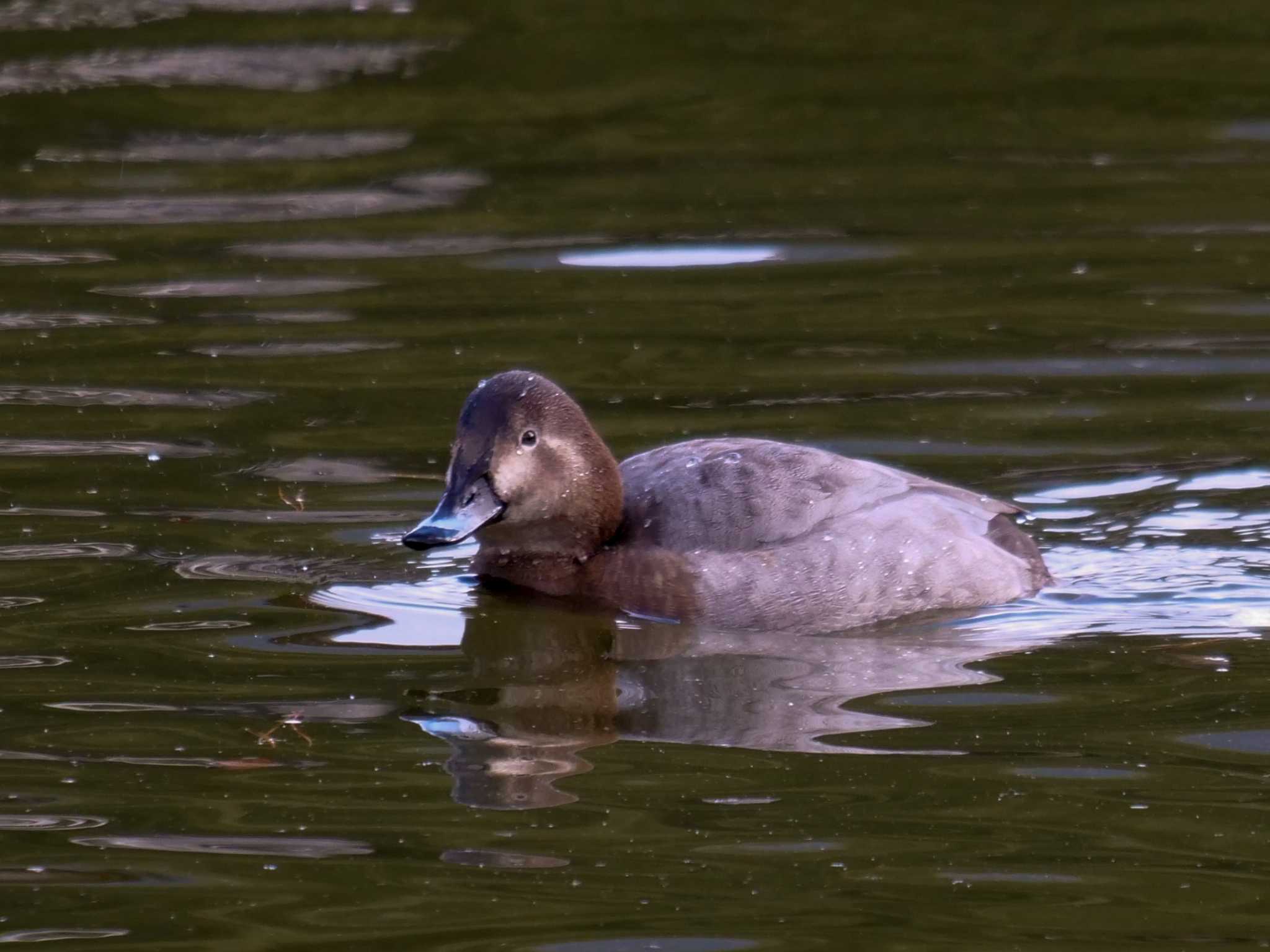 Common Pochard