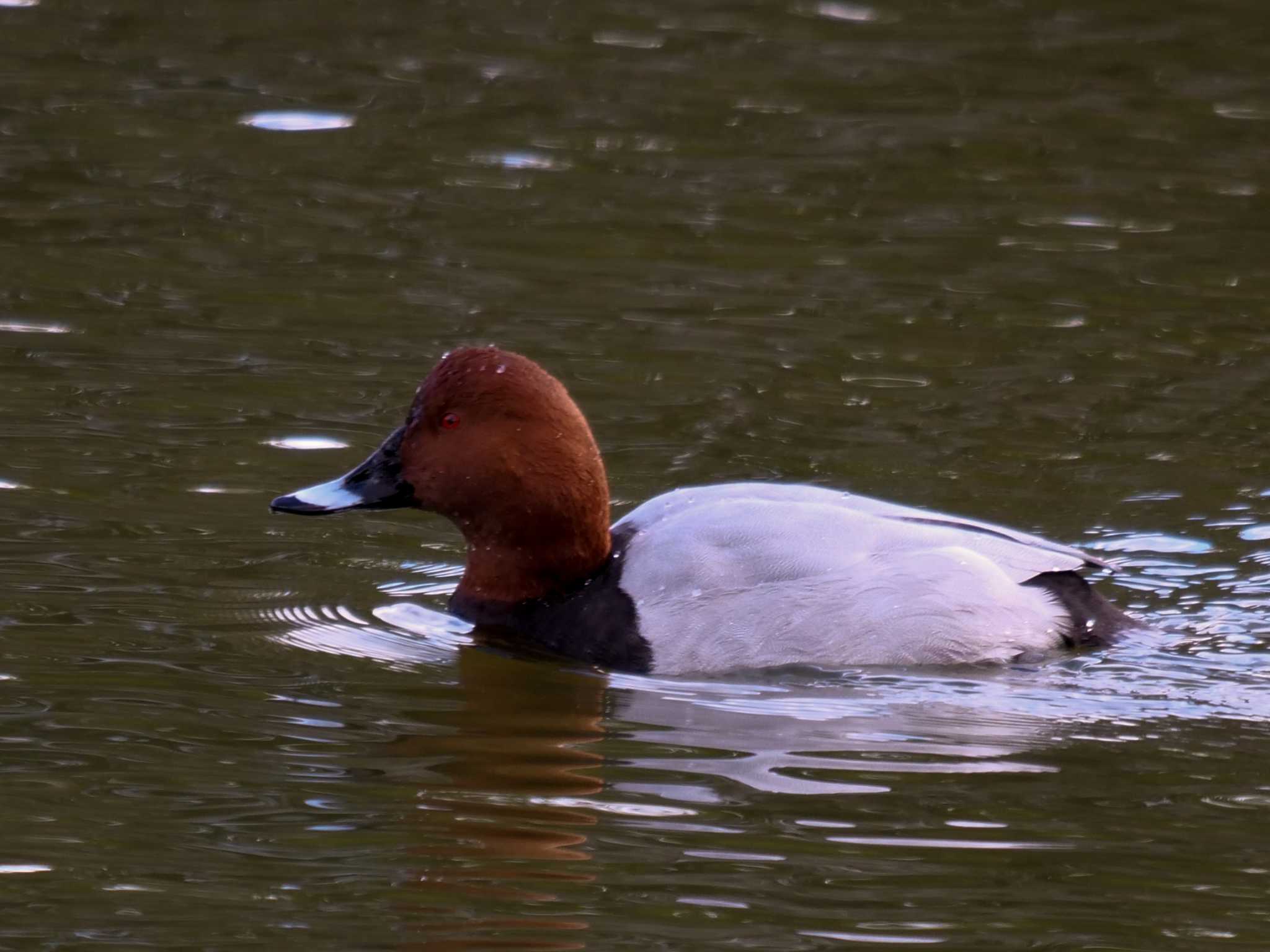 奈良公園 ホシハジロの写真 by アッキー