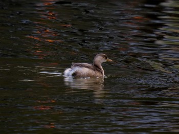 カイツブリ 奈良公園 2020年12月20日(日)