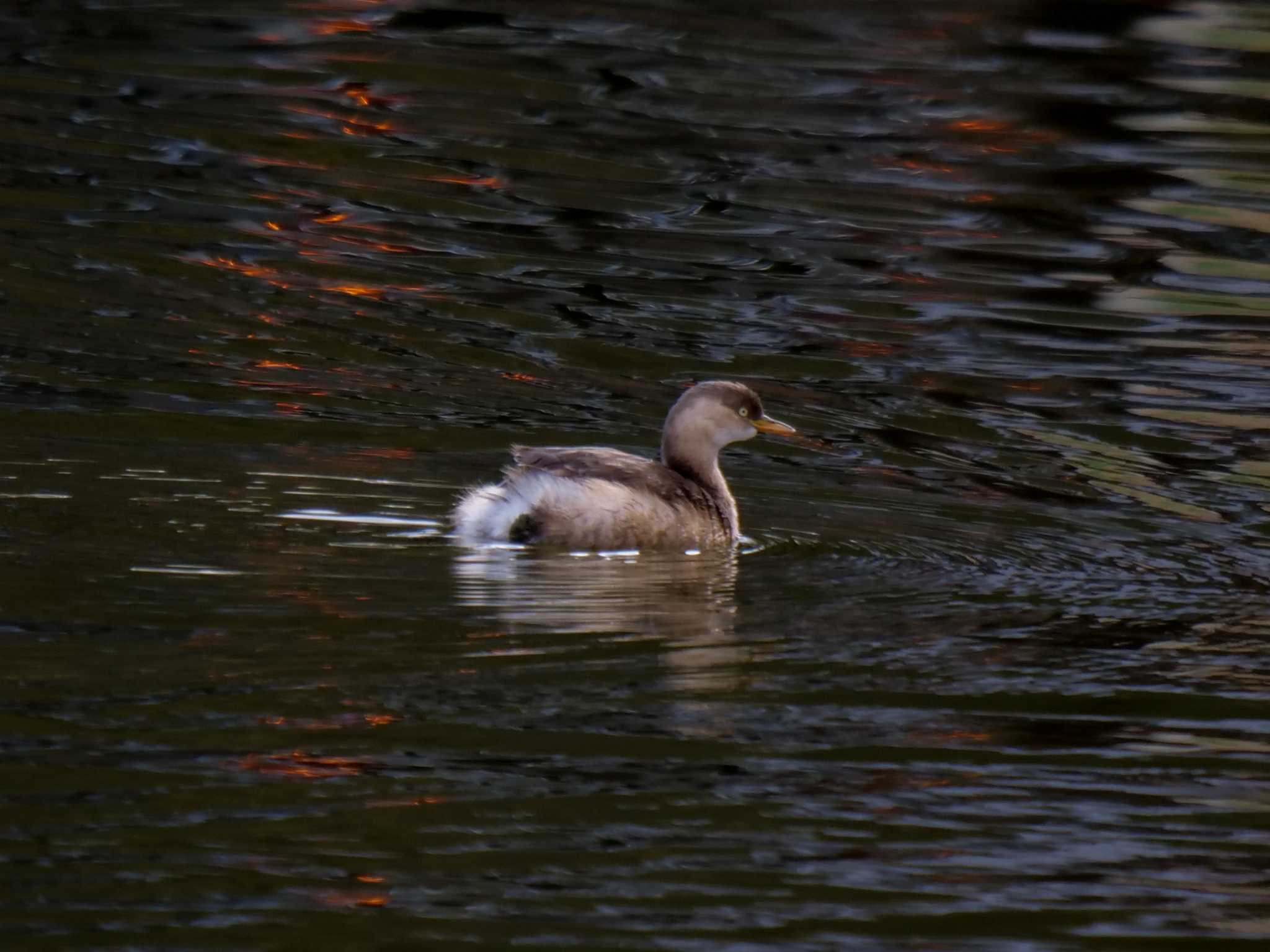 Little Grebe