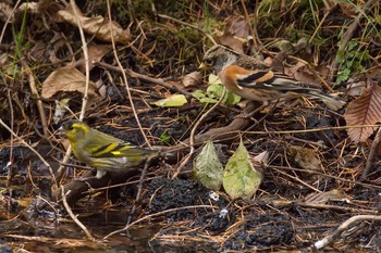 Eurasian Siskin 山梨県 富士山麓 Thu, 11/10/2016