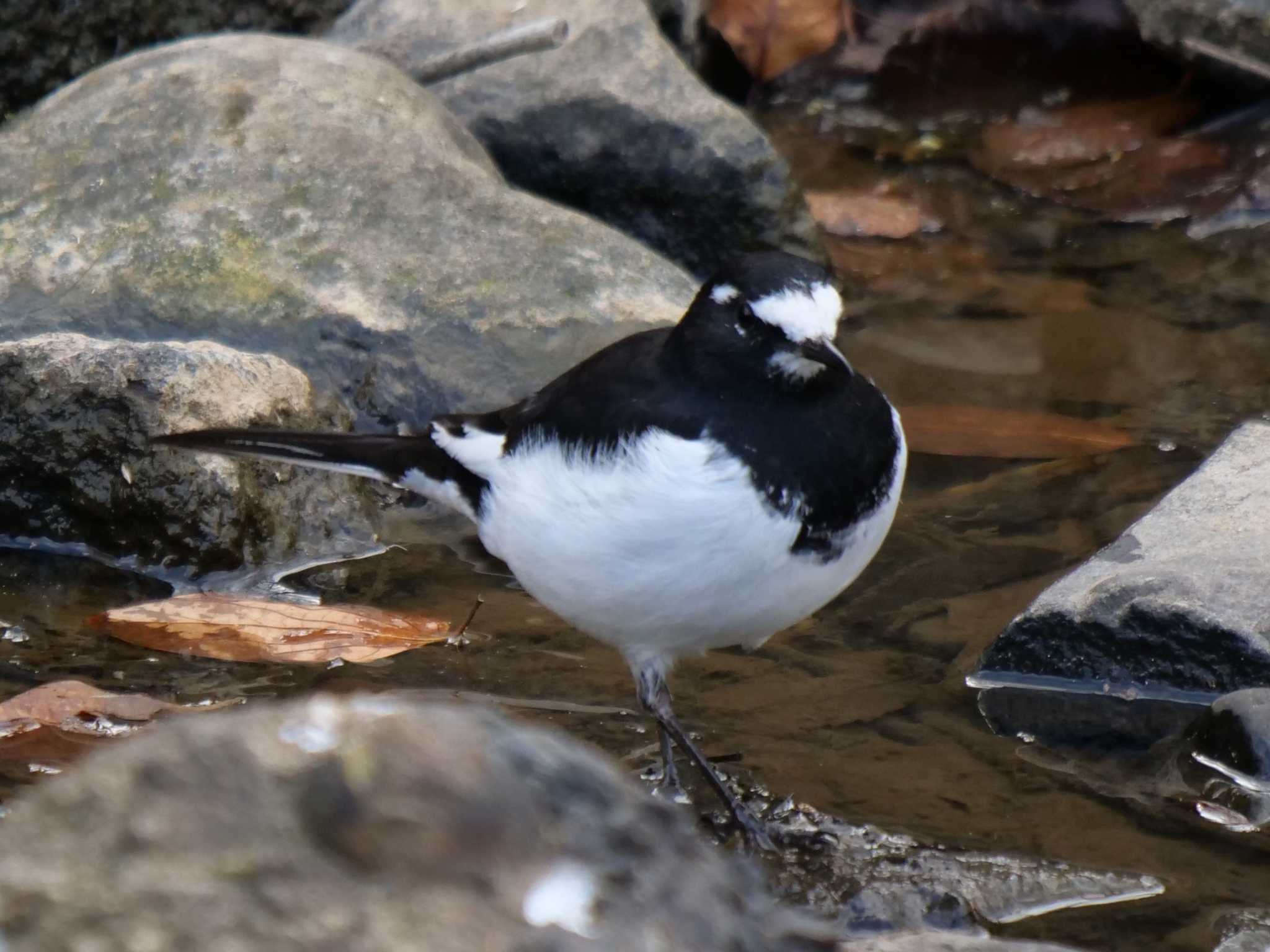 Japanese Wagtail