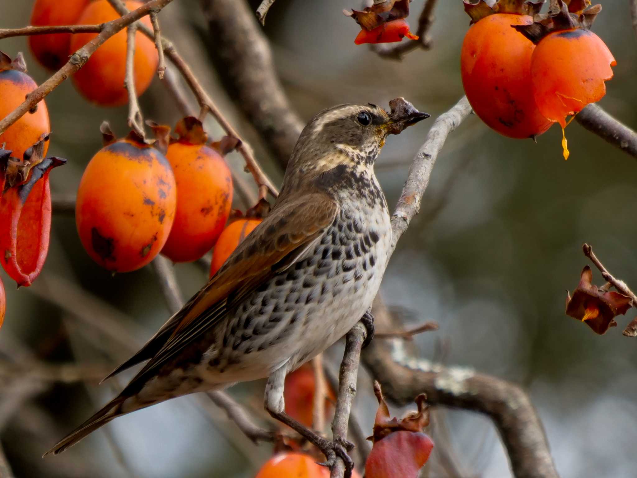 Dusky Thrush