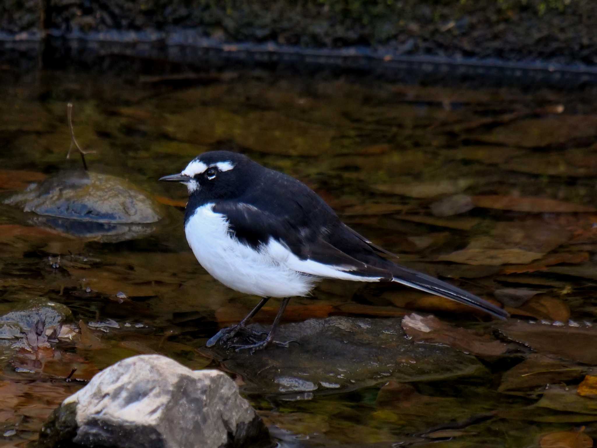 Japanese Wagtail