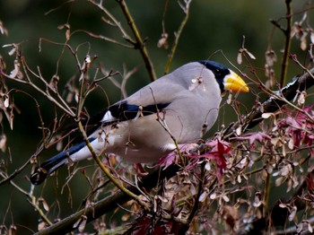 2020年12月20日(日) 奈良公園の野鳥観察記録