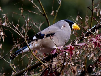 Sun, 12/20/2020 Birding report at Nara Park