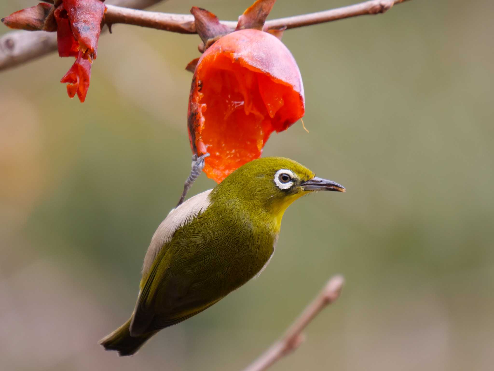 Warbling White-eye