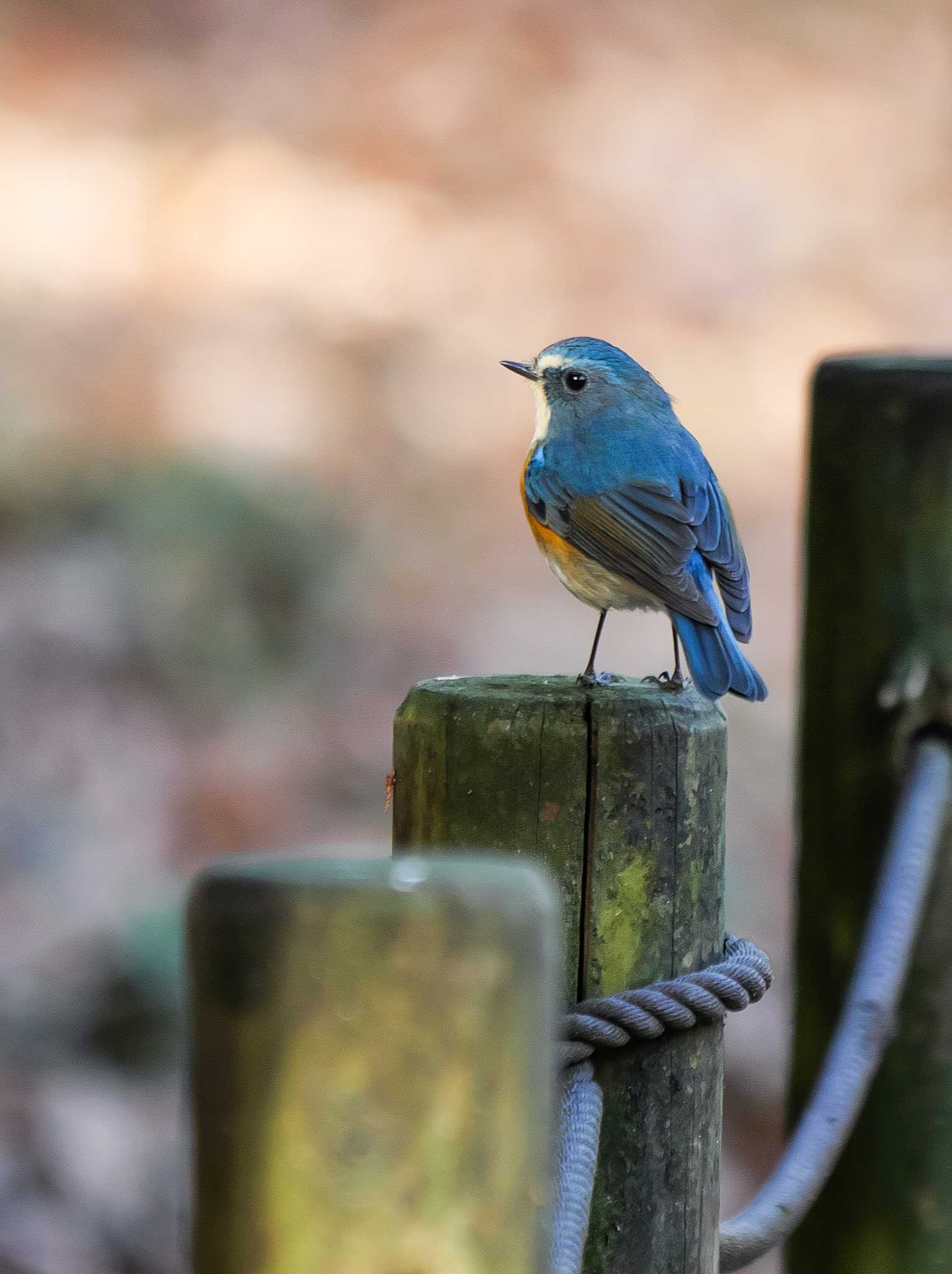 座間谷戸山公園 ルリビタキの写真