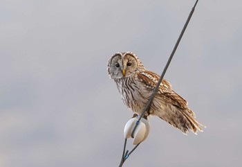 Ural Owl Unknown Spots Sat, 12/19/2020