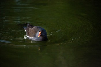 Common Moorhen Ukima Park Sun, 12/20/2020