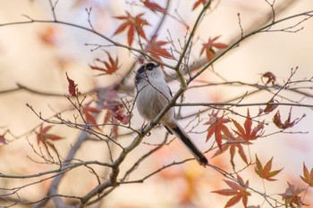 エナガ 明治神宮 2020年12月20日(日)