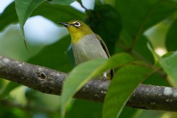 Indian White-eye Sungei Buloh Wetland Reserve Sun, 12/20/2020