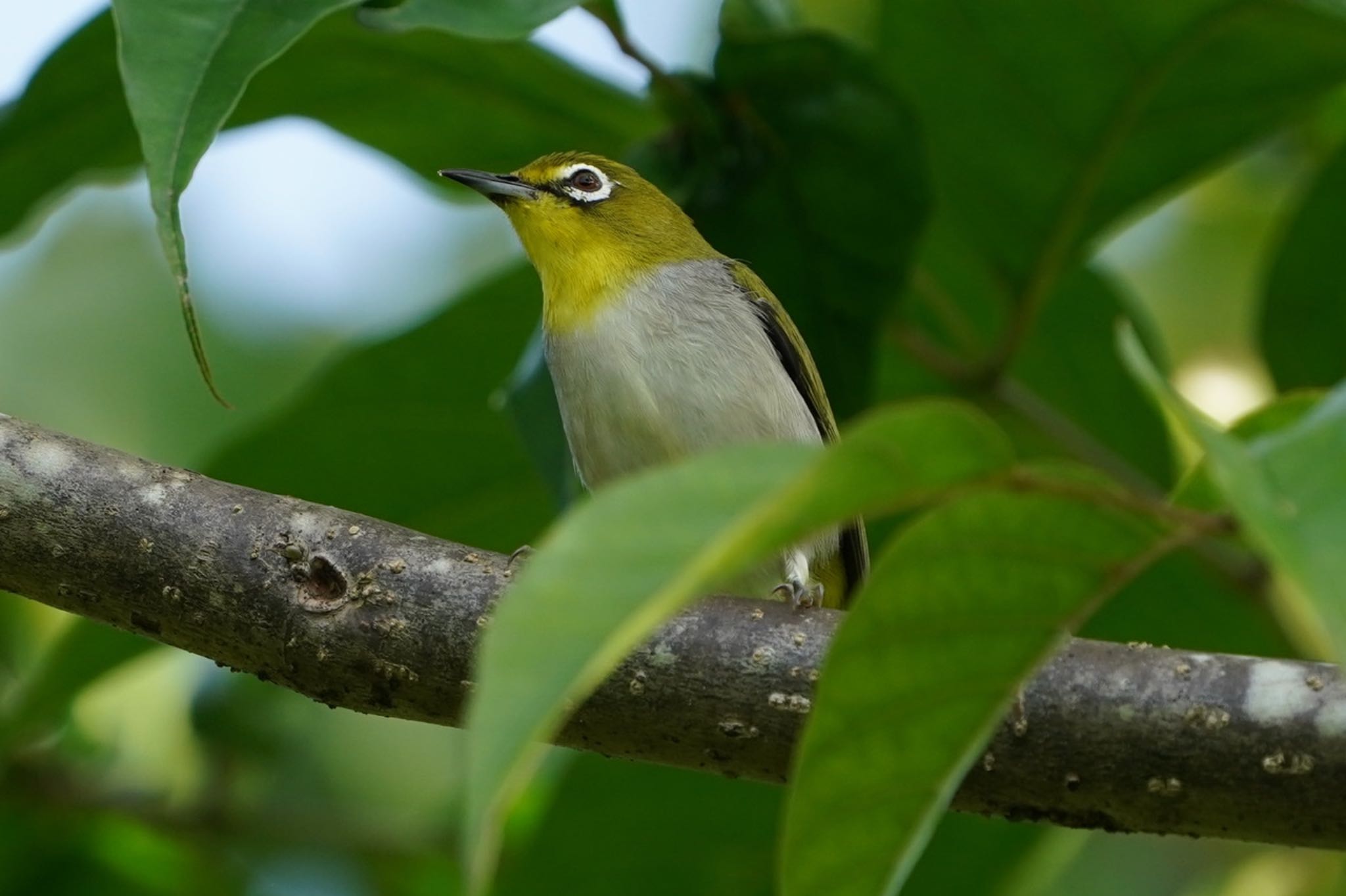 Sungei Buloh Wetland Reserve ハイバラメジロの写真 by T K