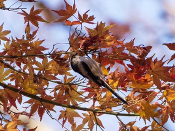 エナガ 東京大学附属植物園 2020年12月20日(日)