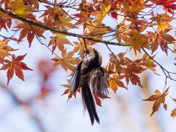 エナガ 東京大学附属植物園 2020年12月20日(日)