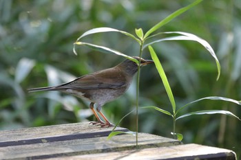 シロハラ 錦織公園 2016年11月11日(金)