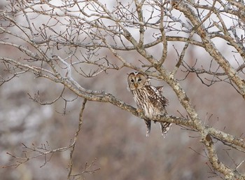 Ural Owl Unknown Spots Sat, 12/19/2020