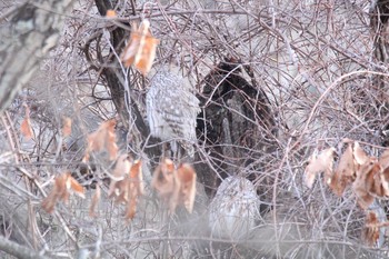 Ural Owl 豊頃 藻岩山自然公園 Sat, 12/19/2020