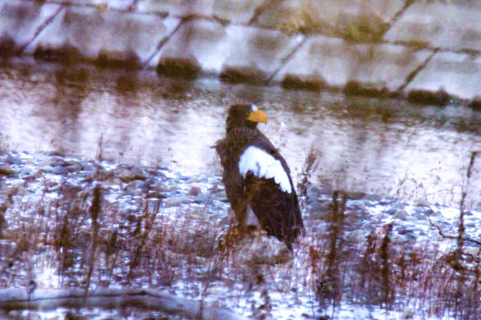 Photo of Steller's Sea Eagle at 豊頃 藻岩山自然公園 by ノビタキ王国の住民 