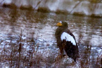 Steller's Sea Eagle 豊頃 藻岩山自然公園 Sat, 12/19/2020