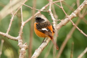 2020年12月19日(土) 佐久間ダム湖親水公園の野鳥観察記録