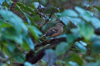 Siberian Long-tailed Rosefinch 神奈川県 林道 Sat, 11/12/2016