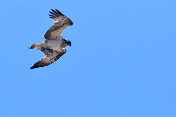 Osprey 伊豆諸島北部 Mon, 12/21/2020