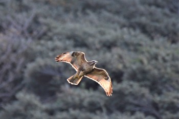 Eastern Buzzard 伊豆諸島北部 Mon, 12/21/2020