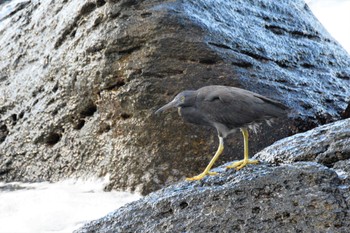 2020年12月21日(月) 伊豆諸島北部の野鳥観察記録