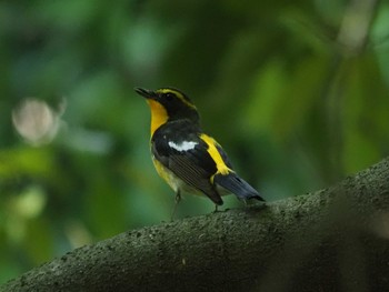 Lumix G Vario 100 300mm F4 0 5 6 Ii Power O I S H Fsaで撮影された野鳥写真 バードウォッチングならzoopicker