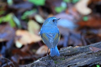 Red-flanked Bluetail Unknown Spots Sat, 11/12/2016