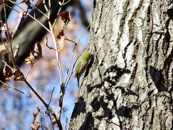 2020年12月21日(月) 21世紀の森と広場(千葉県松戸市)の野鳥観察記録