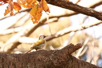 2020年12月20日(日) 三ツ池公園(横浜市鶴見区)の野鳥観察記録