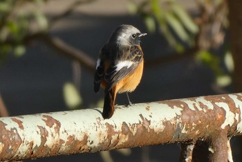 2020年12月20日(日) 東京都北区の野鳥観察記録