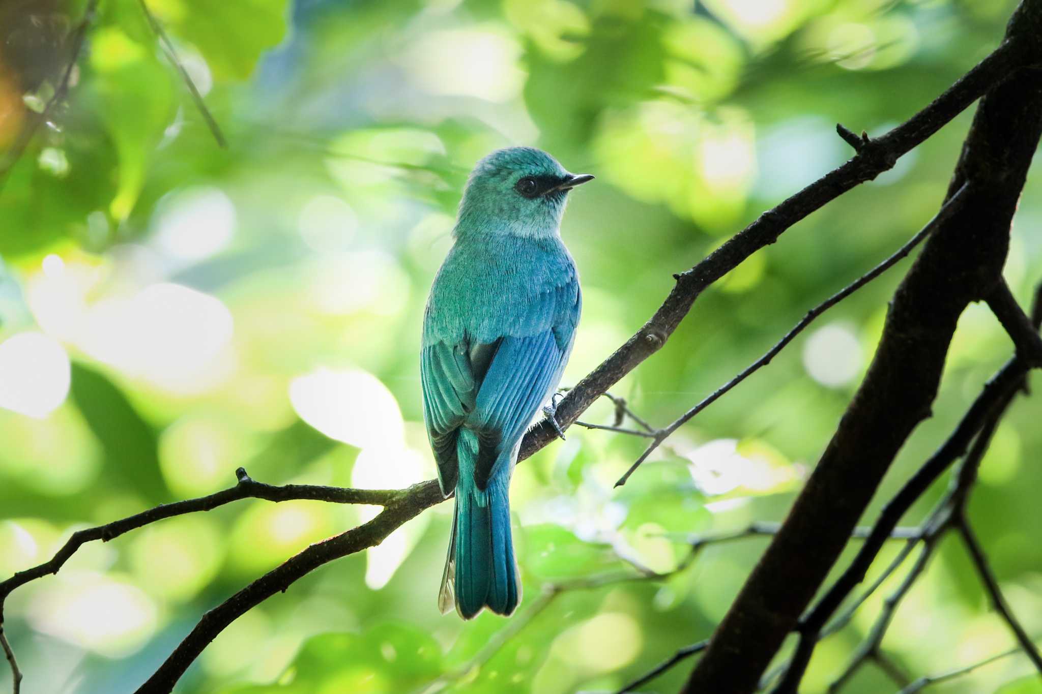 Photo of Verditer Flycatcher at タイポカウ by Trio