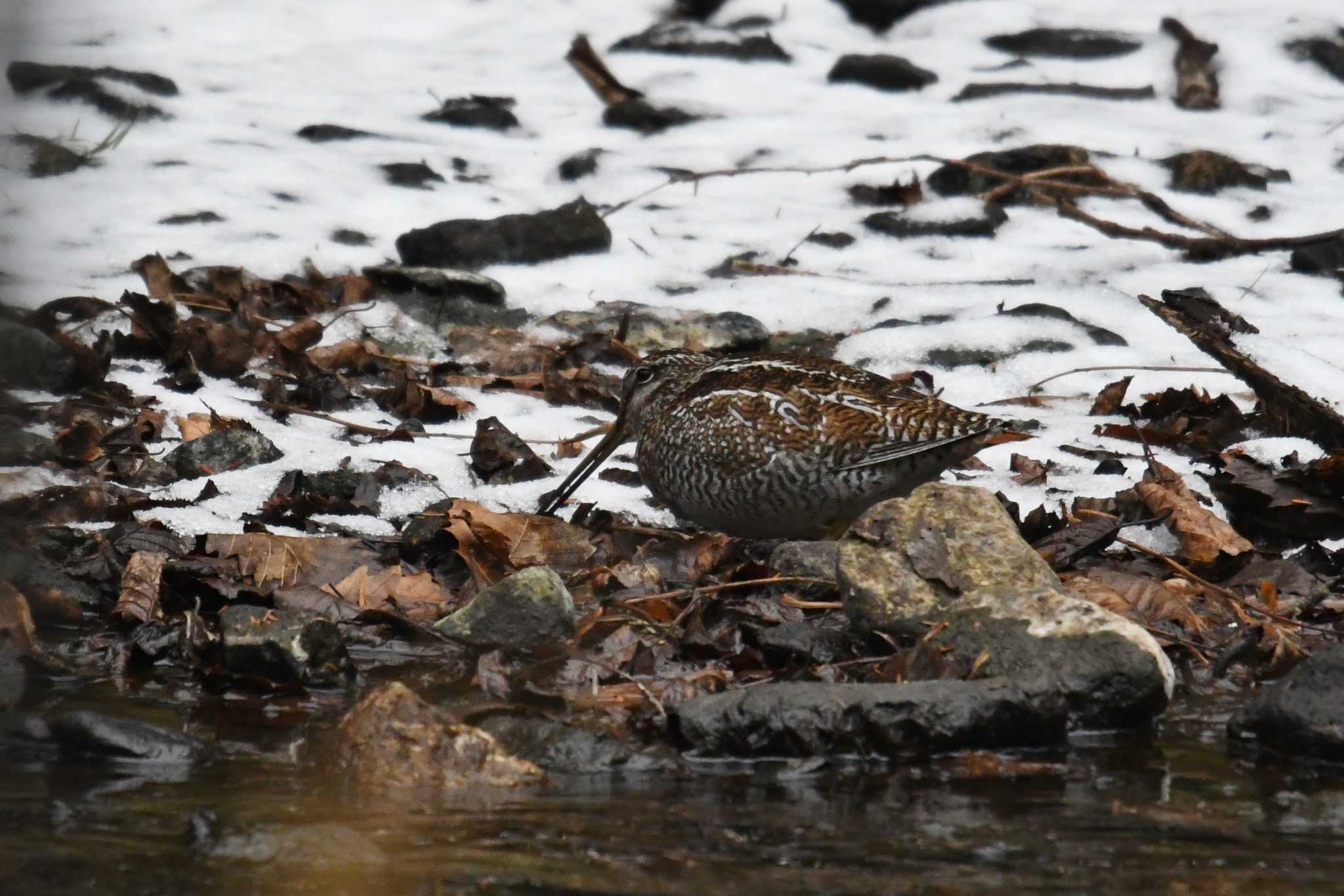 Solitary Snipe