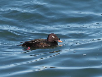 2020年12月21日(月) 千葉県新浦安の野鳥観察記録