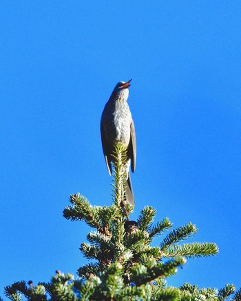 Brown-eared Bulbul Unknown Spots Sat, 11/12/2016