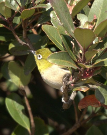 2020年12月20日(日) 葛西臨海公園の野鳥観察記録