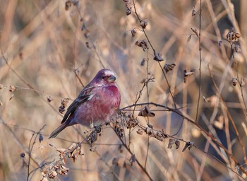 Pallas's Rosefinch Unknown Spots Sun, 12/20/2020