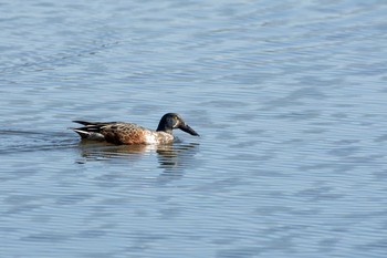 Northern Shoveler 板倉町 Sat, 11/12/2016