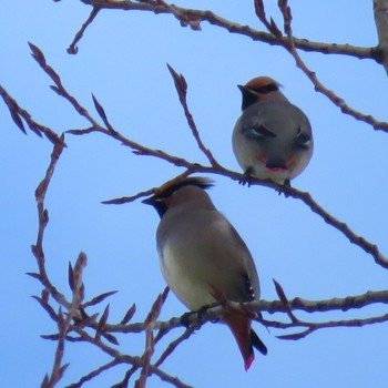 2020年12月22日(火) 真駒内公園の野鳥観察記録