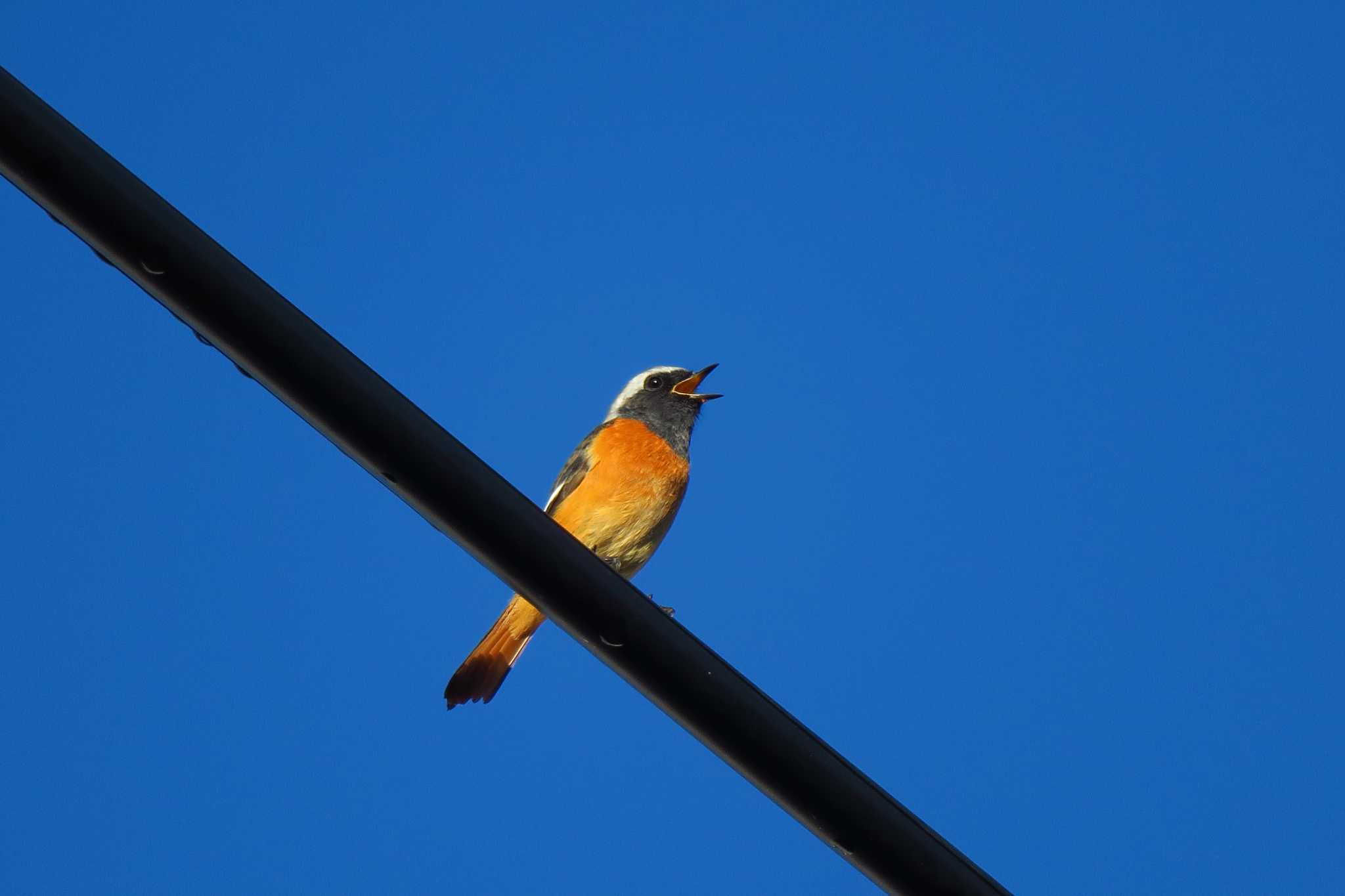 Photo of Daurian Redstart at 柏尾川 by shin