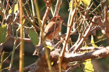 2020年12月4日(金) 三ツ池公園(横浜市鶴見区)の野鳥観察記録