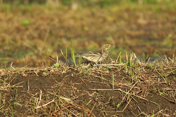 Water Pipit 田谷 Sat, 11/12/2016