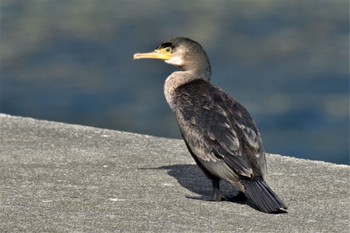 ウミウ 伊豆諸島北部 2020年12月22日(火)