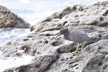 Pacific Reef Heron 伊豆諸島北部 Tue, 12/22/2020